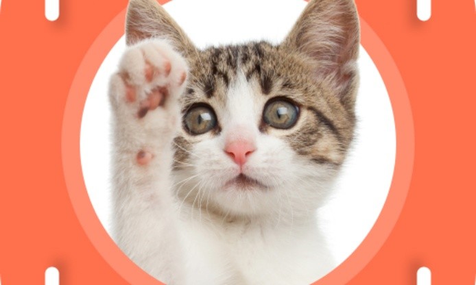 Cat Scanner: Breed Recognition - Tips and Tricks for Better Accuracy