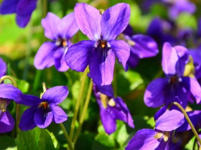 Flores de Nacimiento Explicadas: ¡Descubre el Simbolismo Oculto de tu Mes!