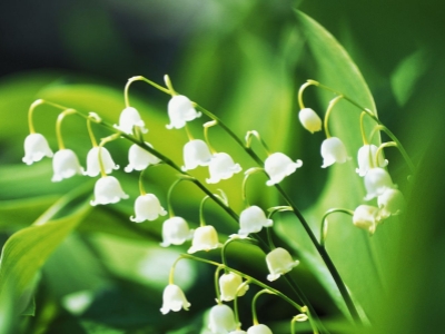 Flores de Nacimiento Explicadas: ¡Descubre el Simbolismo Oculto de tu Mes!