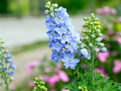 Flores de Nacimiento Explicadas: ¡Descubre el Simbolismo Oculto de tu Mes!