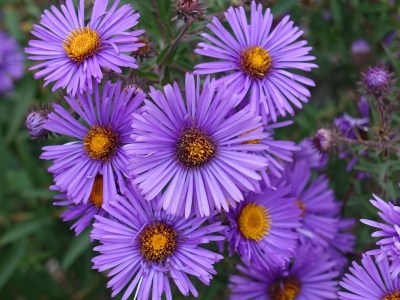 Flores de Nacimiento Explicadas: ¡Descubre el Simbolismo Oculto de tu Mes!