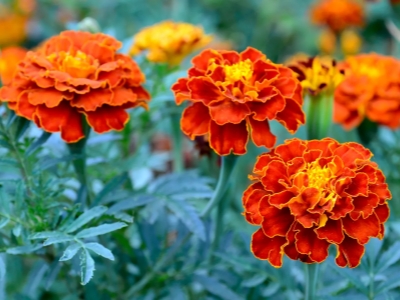 Flores de Nacimiento Explicadas: ¡Descubre el Simbolismo Oculto de tu Mes!