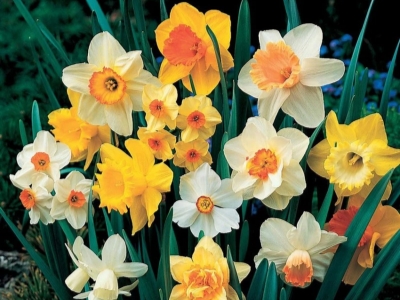 Flores de Nacimiento Explicadas: ¡Descubre el Simbolismo Oculto de tu Mes!