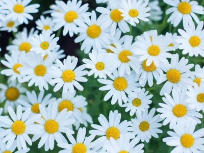 Flores de Nacimiento Explicadas: ¡Descubre el Simbolismo Oculto de tu Mes!