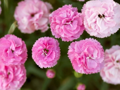 Flores de Nacimiento Explicadas: ¡Descubre el Simbolismo Oculto de tu Mes!