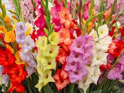 Flores de Nacimiento Explicadas: ¡Descubre el Simbolismo Oculto de tu Mes!