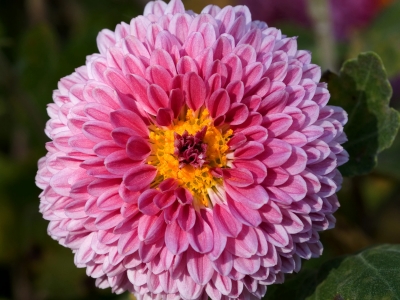 Flores de Nacimiento Explicadas: ¡Descubre el Simbolismo Oculto de tu Mes!