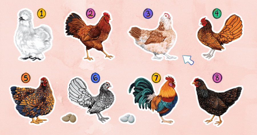 اختبار تأثير قطيع الدجاج: اضغط على الدجاجة لتكتشف من يغار منك؟