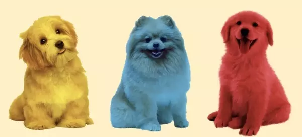 Đo&aacute;n linh vật của bạn qua m&agrave;u sắc bạn y&ecirc;u th&iacute;ch!
