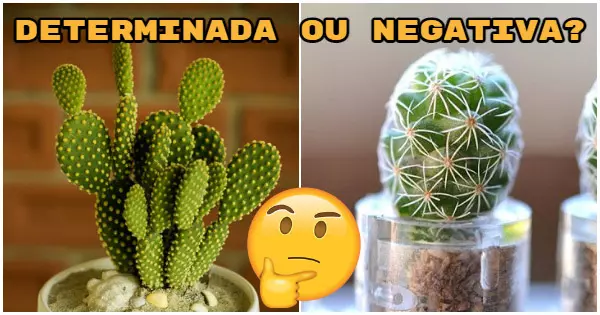 O que o seu cacto preferido diz sobre a sua voz interior?