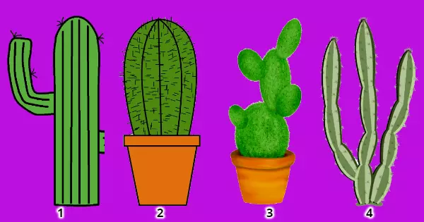 Chọn c&acirc;y xương rồng y&ecirc;u th&iacute;ch của bạn v&agrave; t&igrave;m hiểu tiếng n&oacute;i b&ecirc;n trong của bạn muốn n&oacute;i với bạn điều g&igrave;