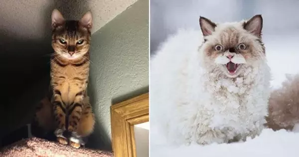 Is Your Cat Secretly Plotting Against You?