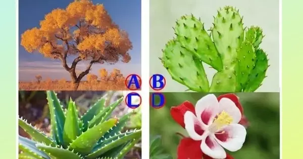 Plante Sua Planta Favorita No Deserto E Descubra Sua Personalidade Oculta