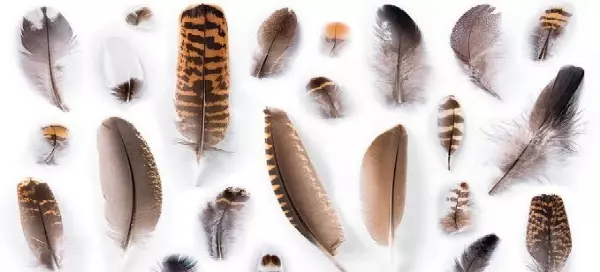 Choose A Feather And It Will Reveal Some Hidden Traits Of Your Personality