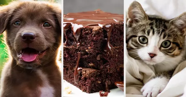 What Foods You Choose Will Reveal If You're A Cat Or Dog Person With 92% Accuracy!