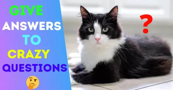 If You Were A Cat, What Color Would Your Fur Be?