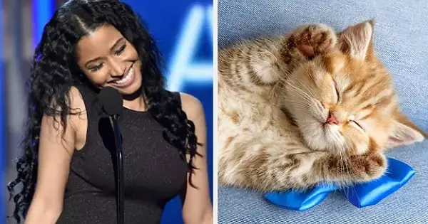Pick Some Kittens And We'll Reveal Your Purr-fect Personality Trait!