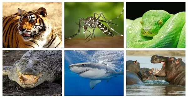 Here Are Some Of The Most Dangerous Animals In The World, And Which Animal Best Represents Your Dangerous Side.