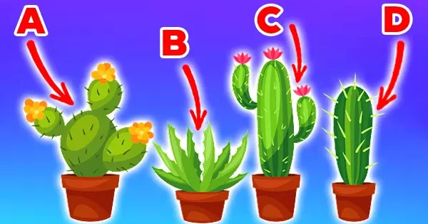 What Emotional Wound Do You Need To Heal To Move Forward? The Answer Is Hidden Behind The Cactus!