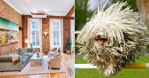 Set Up Your Dream Apartment And We'll Reveal A Unique Dog Breed You Should Adopt!