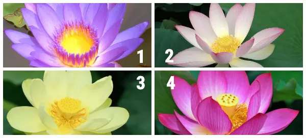 Choose The Lotus You See First, And We Will Give Valuable Suggestions For Your Current Relationship Status
