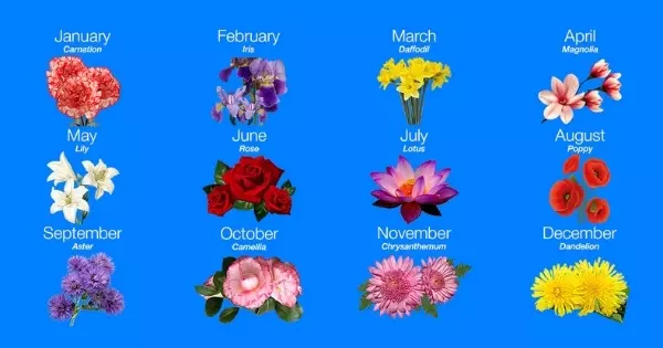 Geburtsblumenf&uuml;hrer | Wie wird Ihre Blume Ihr Inneres Bewusstsein und Ihre Seele erleuchten?