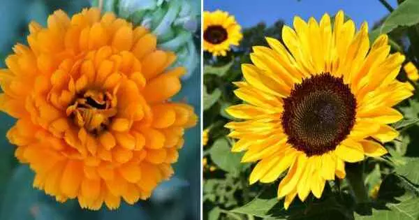 Escoge la flor que m&aacute;s te guste y descubre tu secreto m&aacute;s privado