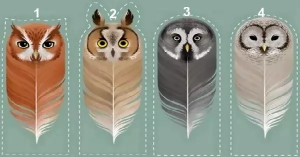 Owl Feather Test &ndash; Choose One and Discover Unique Qualities Of Your Character