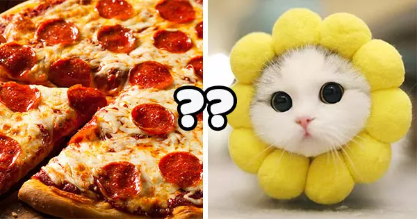 Your Dream Pizza Will Reveal What Kind Of Pet You Should Adopt Now