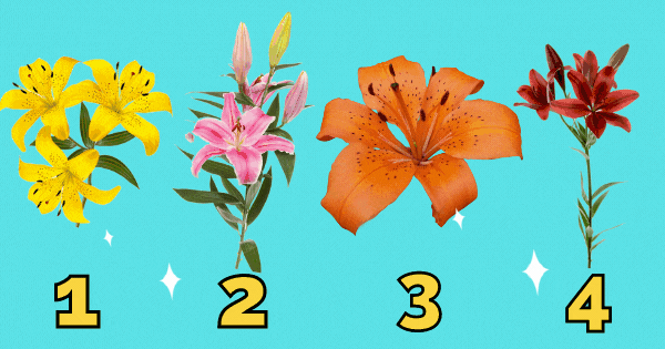 Pick A Lily Flower Color And Discover What You Need To Do To Enhance Your Inner Beauty 💐