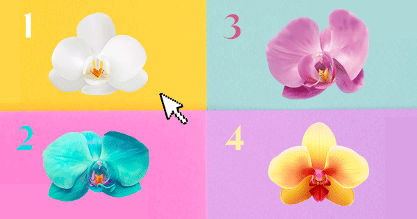 The Orchid Flower You Choose Will Reveal What Your Life Is Missing To Create A New Happy Beginning