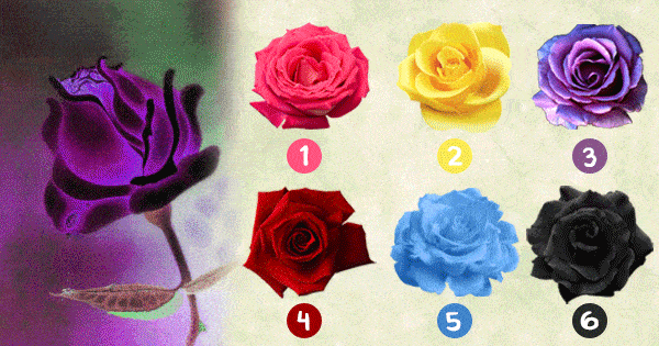 Tell Us Your Favorite Rose Color And We Could Reveal Your Relationship Status In Next Year