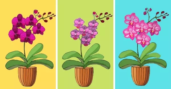 Como Fortalecer Seu Relacionamento? Escolha Uma Cor De Flor De Orqu&iacute;dea E Descubra!