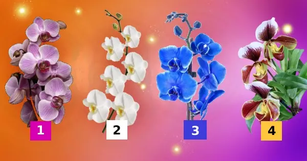 Choose An Orchid Flower And We Can Guess What Makes You Special