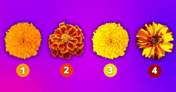 Which Area Of Your Life Will Flourish In 2022? Tap Your Favorite Marigold Flower To Find Out!