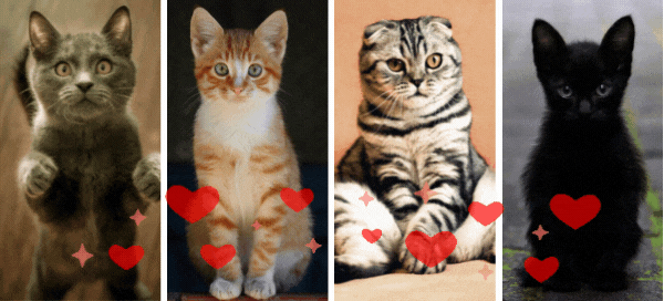 Choose A Cat And Find Out What To Do On Valentine's Day