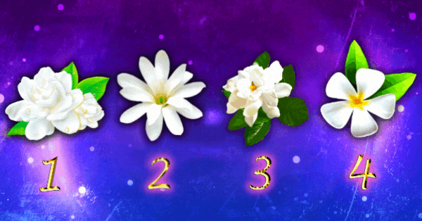 Choose Your Favorite Jasmine Flower And Receive A Profound Message From Your Guardian Angel