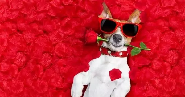 Discover Your Love Style Based On Your Favorite Animal.