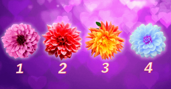 Elige Una Flor De Dalia Para Ver Tus Mejores Y Peores Virtudes Cuando Est&aacute;s Enamorado