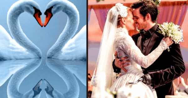 Which Swan Couple Do You Choose? Choose To Reveal What Is Your Love Destiny