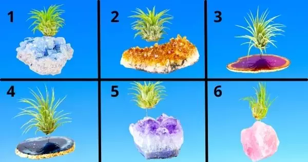 Pick A Favorite Crystal Air Plant Holder And Discover Your Love Future! Free Test!