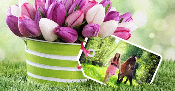 Beautiful Tulips For You