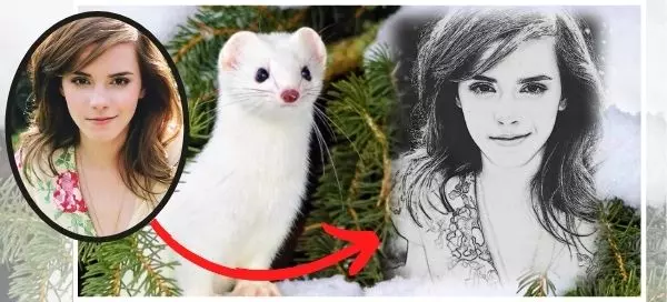 🖊️See Your Sketch Next To This Cute Snow Ferret!