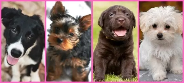 Choose A Puppy And Find Out About Your Personality