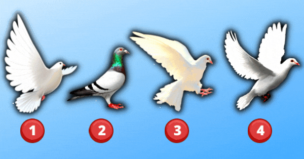 Pick A Dove And See Who Is Secretly Falling In Love With You