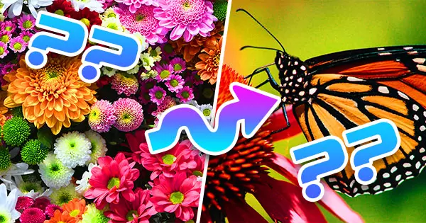Escoge estas flores al azar para ver en qu&eacute; mariposa te convertir&iacute;as.