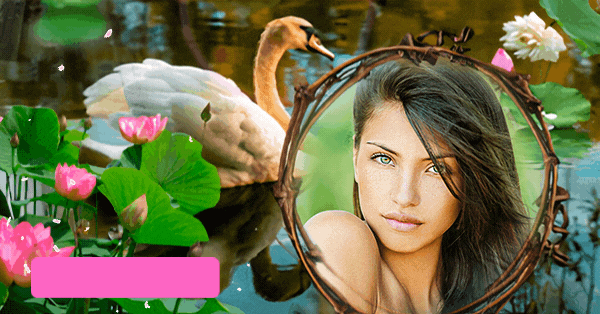 Lindo Cisne E L&oacute;tus! Crie Sua Foto Gratuita Do Lago Tranquilo!