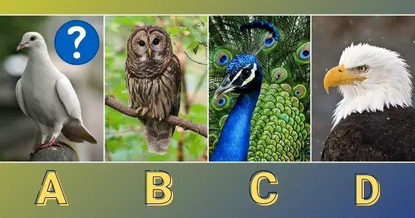 Which Bird Matches Your Personality?