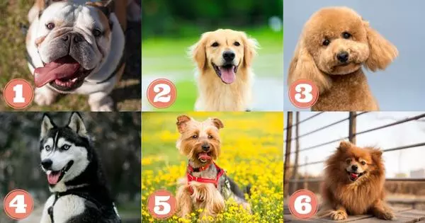 The Dog You Choose Will Tell You What Kind Of 'Animal Soul' You Have!