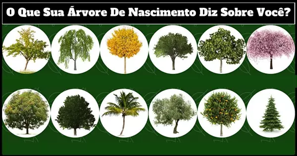 O Que Sua &Aacute;rvore De Nascimento Diz Sobre Voc&ecirc;?